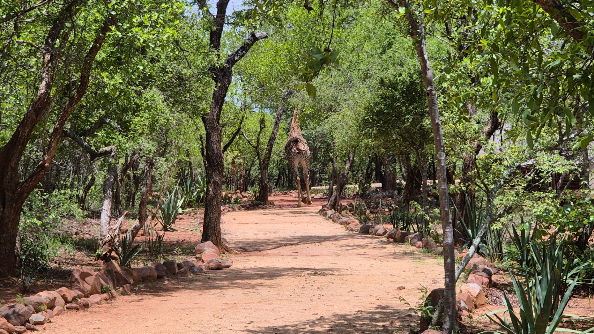 Vacant Land For Sale in Canyon Game Reserve, Hoedspruit