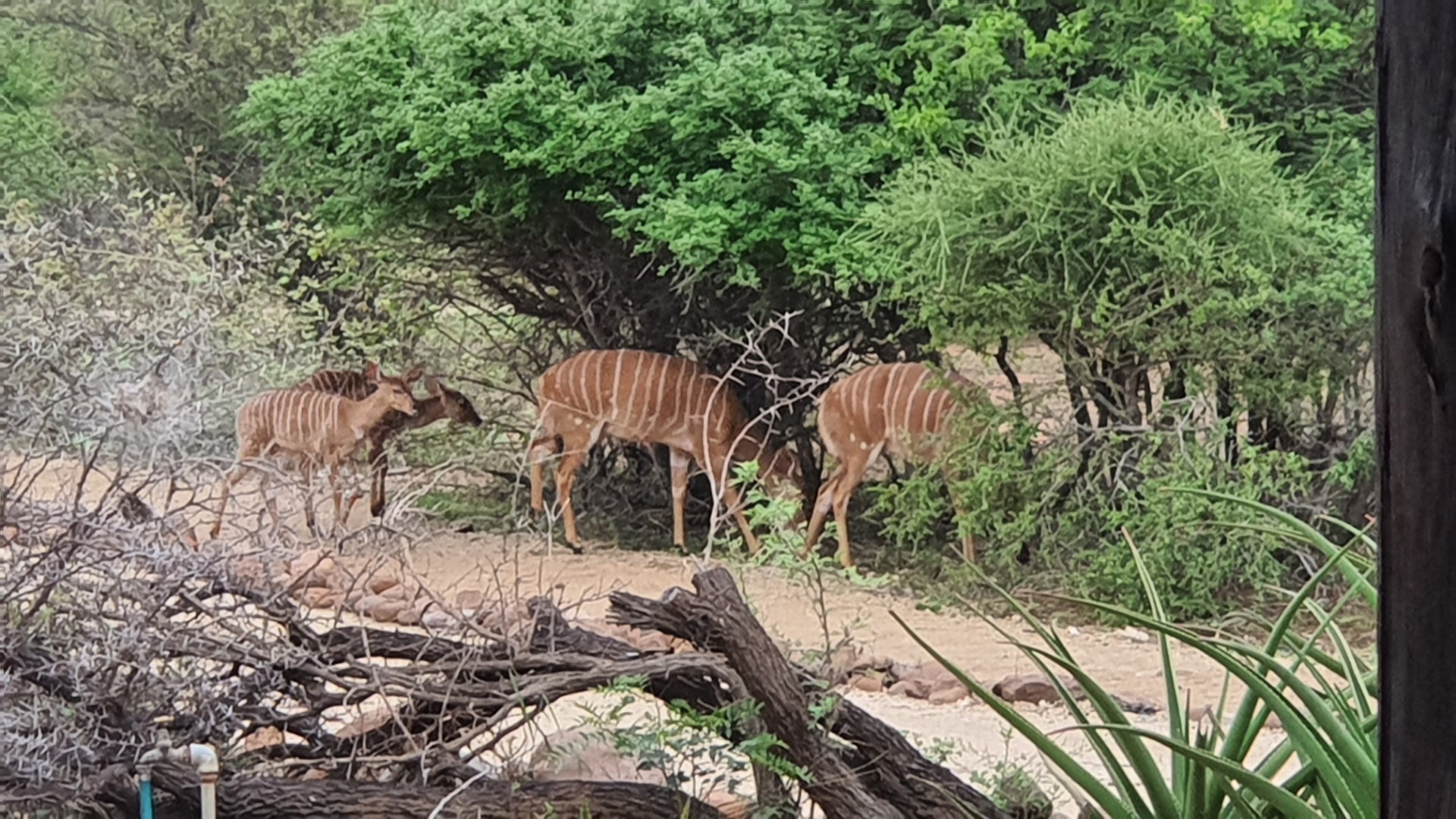 Vacant Land With Mountain View For Sale in Blyde Wildlife Estate, Hoedspruit