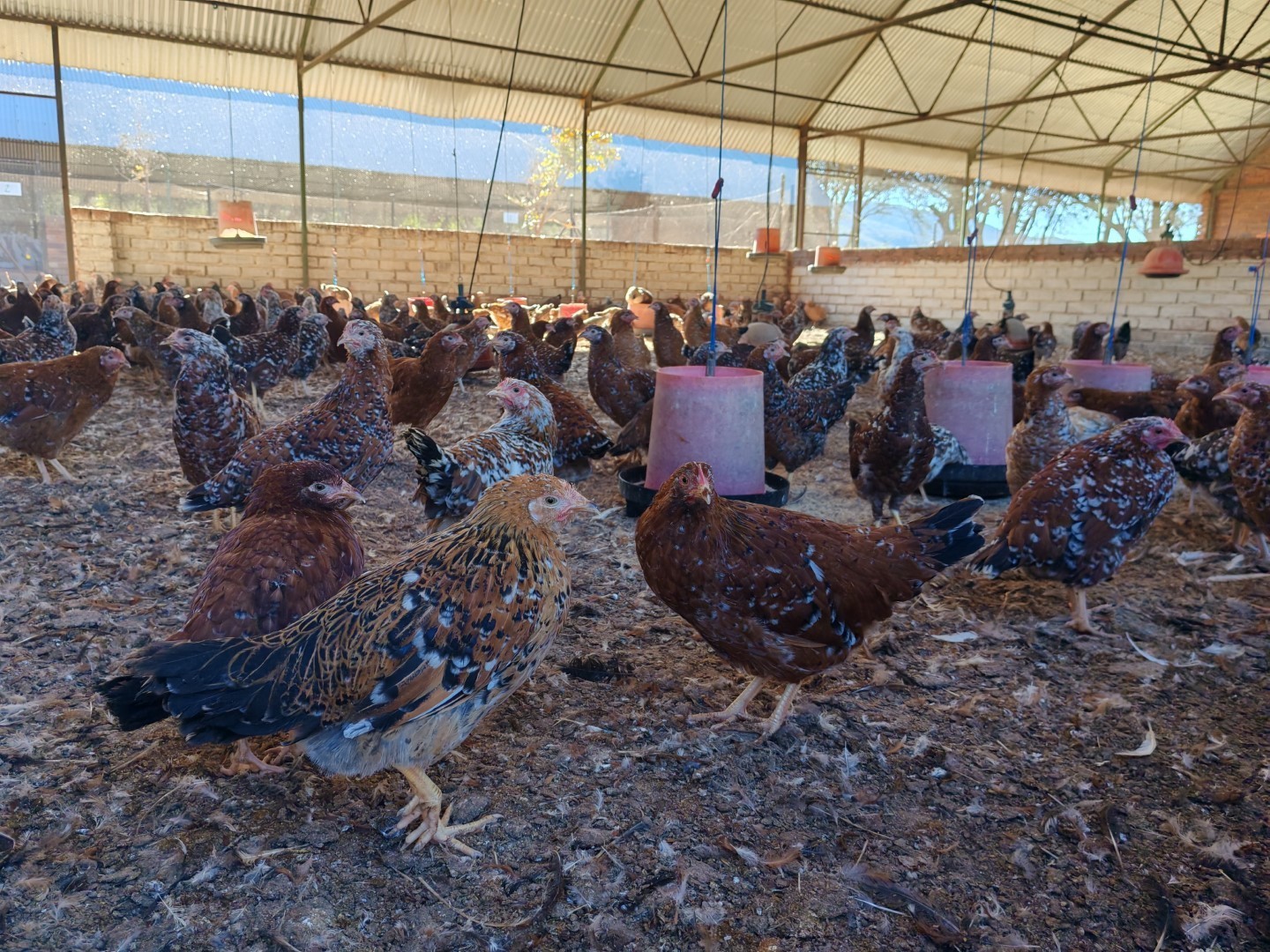 Operational Chicken Farm for Sale - 20 Hectares in Bela Bela