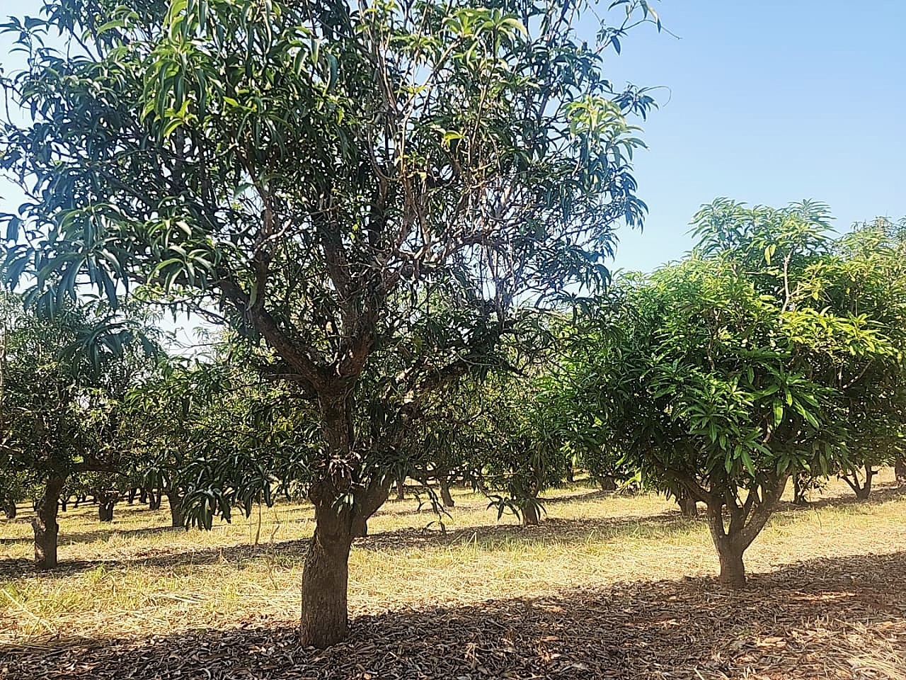 105 ha Income-Producing Mango Farm for Sale - Tzaneen Area, Limpopo