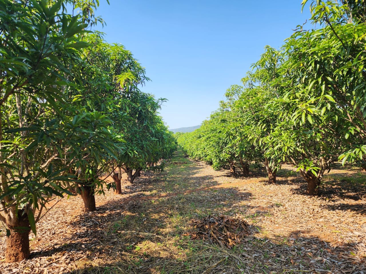 105 ha Income-Producing Mango Farm for Sale - Tzaneen Area, Limpopo