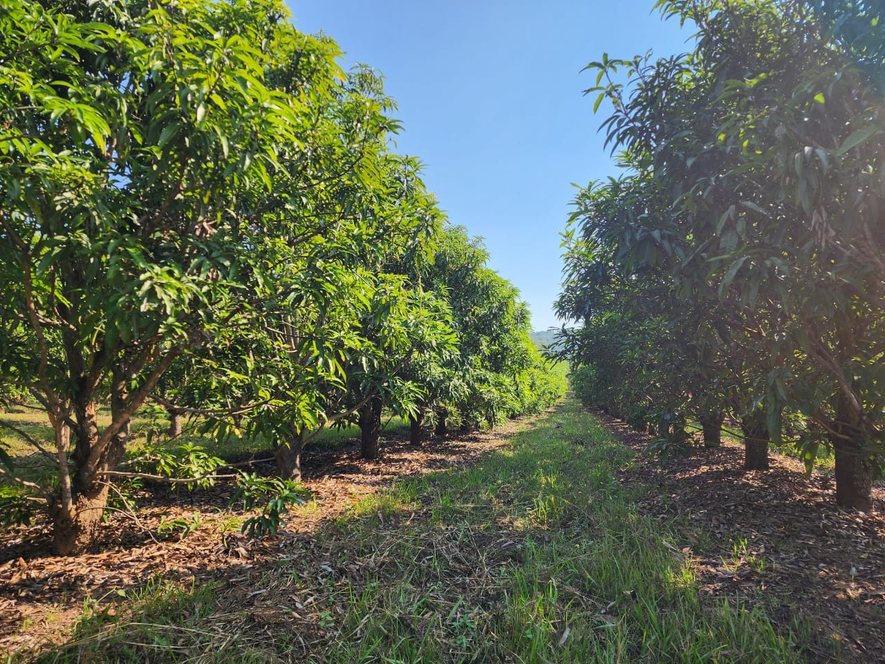 105 ha Income-Producing Mango Farm for Sale - Tzaneen Area, Limpopo