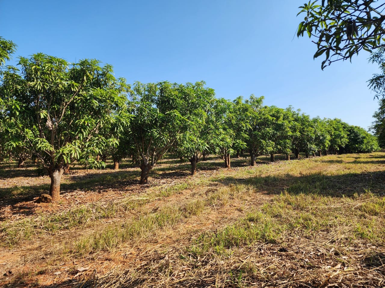 105 ha Income-Producing Mango Farm for Sale - Tzaneen Area, Limpopo