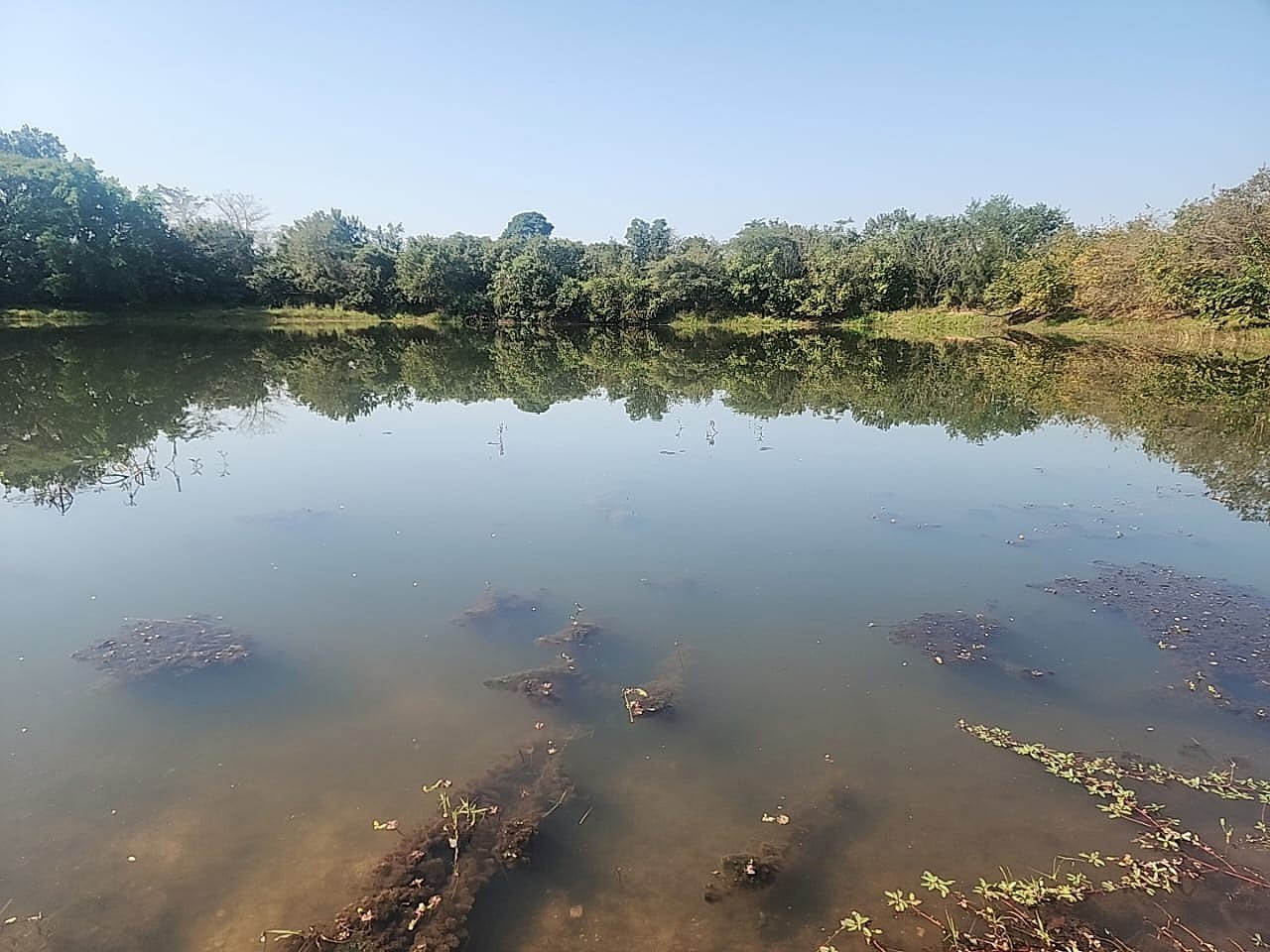 105 ha Income-Producing Mango Farm for Sale - Tzaneen Area, Limpopo