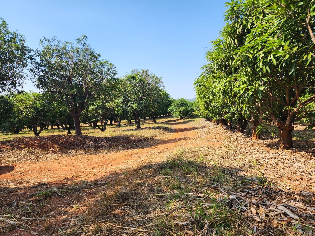 105 ha Income-Producing Mango Farm for Sale - Tzaneen Area, Limpopo