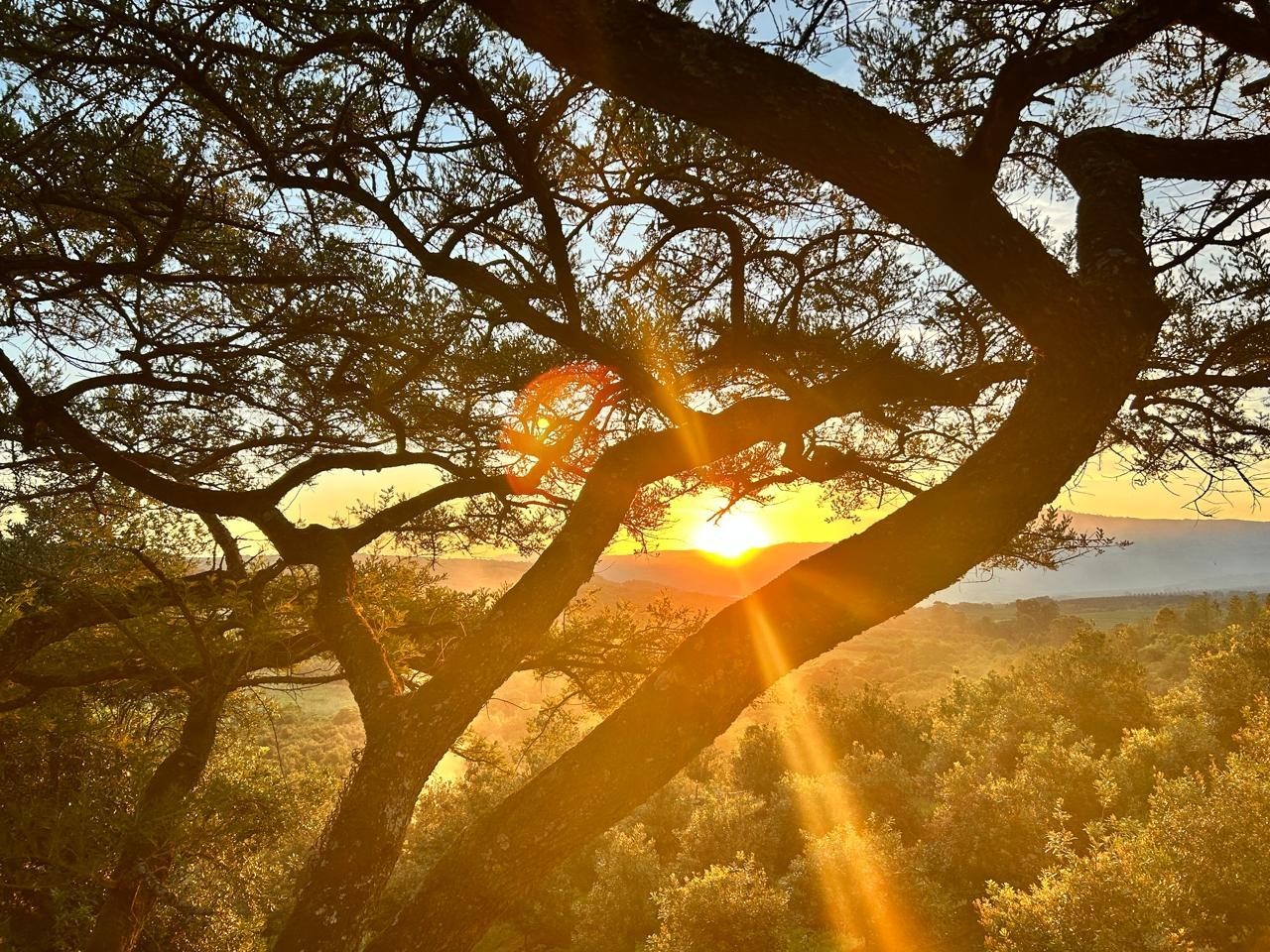 Premier Macadamia  Estate (80ha orchards) near Kruger National Park