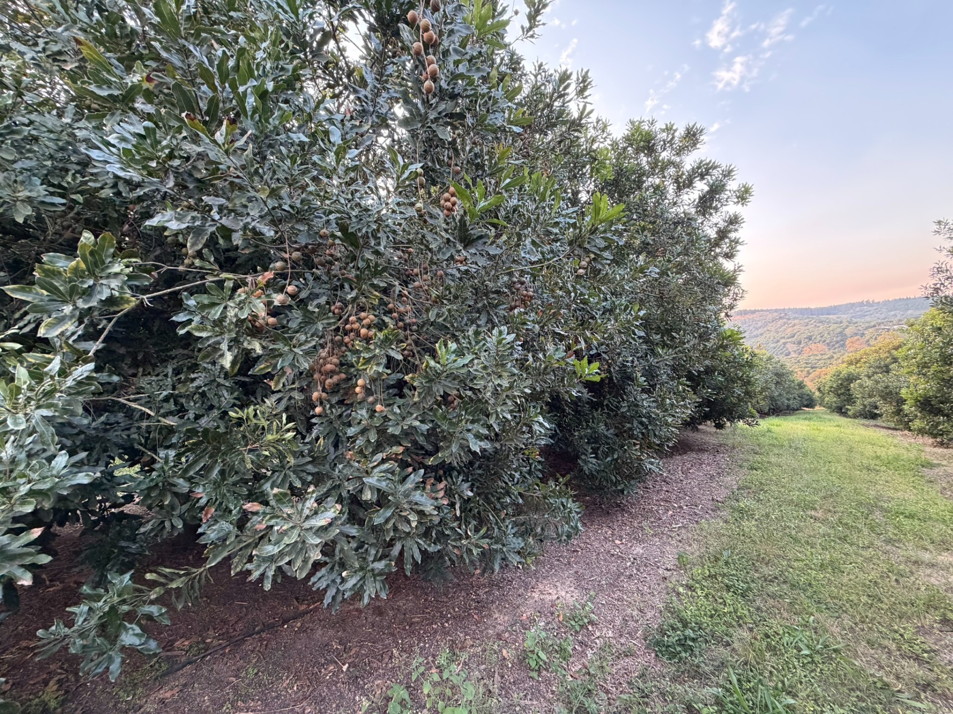 Premier Macadamia  Estate (80ha orchards) near Kruger National Park