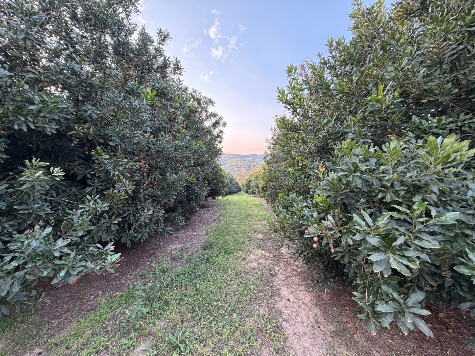 Premier Macadamia  Estate (80ha orchards) near Kruger National Park