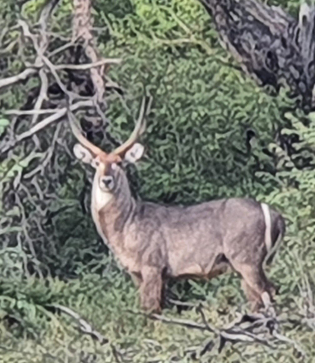 Superb plot in Raptor's View Wildlife Estate, Hoedspruit, new on the market