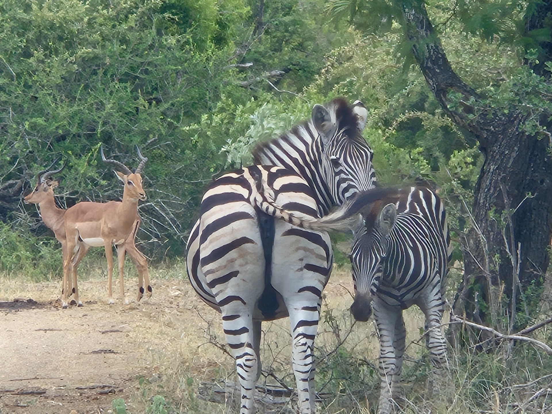 Superb plot in Raptor's View Wildlife Estate, Hoedspruit, new on the market