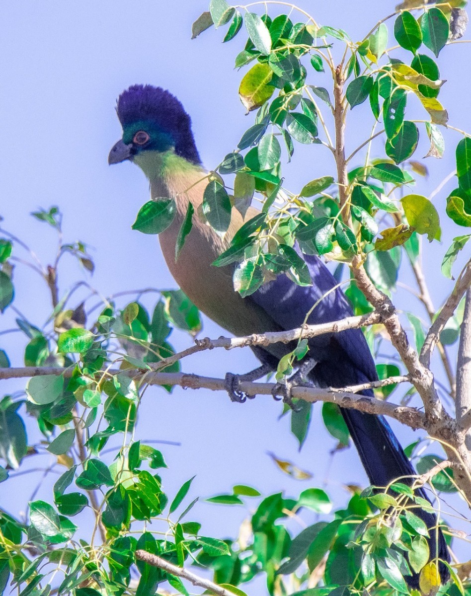 Superb plot in Raptor's View Wildlife Estate, Hoedspruit, new on the market