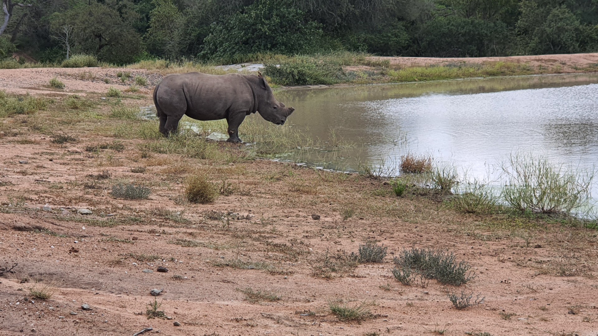 Two plots, >2 hectares, combined in Riversdale, Moditlo Wildlife Estate, Hoedspruit