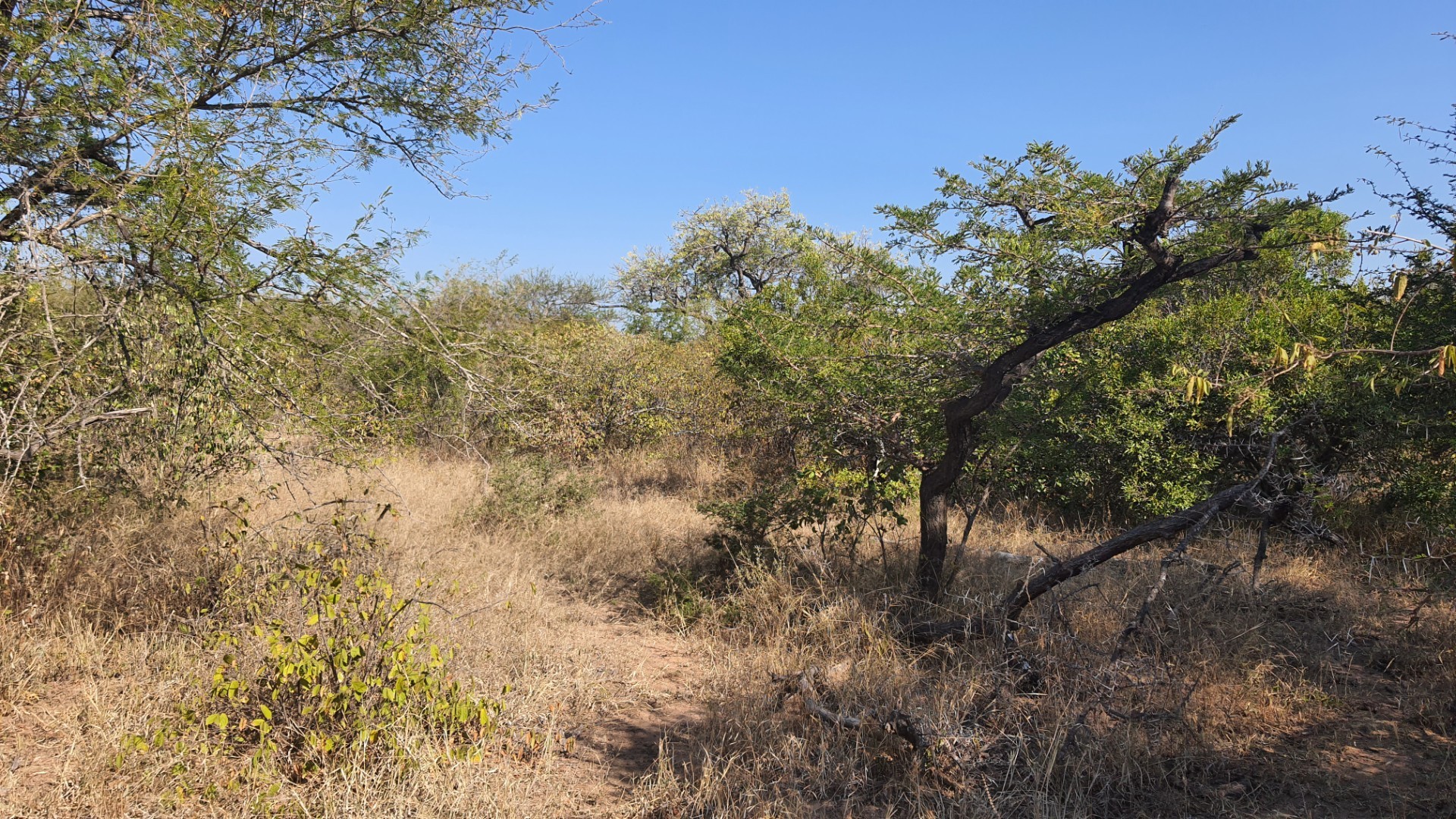 Two plots, >2 hectares, combined in Riversdale, Moditlo Wildlife Estate, Hoedspruit