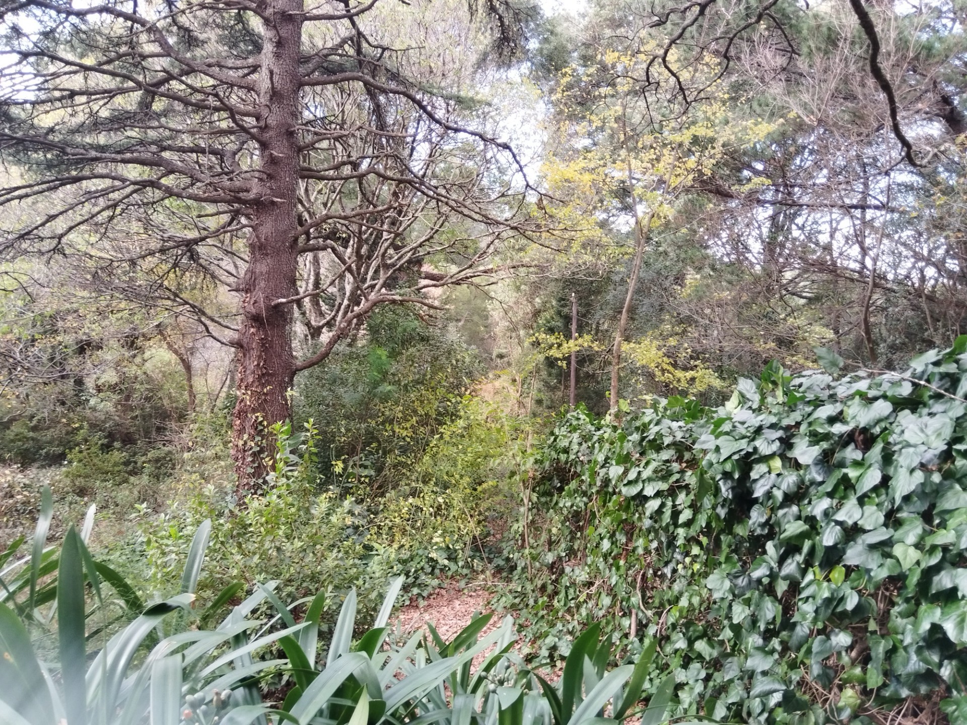 HOGSBACK HOME FOR SALE WITH MAGICAL GARDEN
