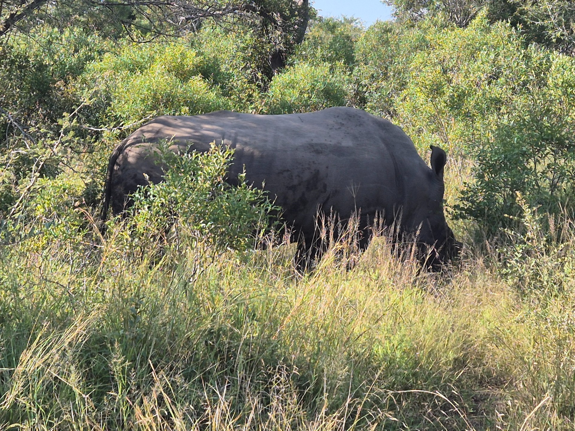 Modern Brand Knew House For Sale Moditlo Wildlife Estate, Hoedspruit