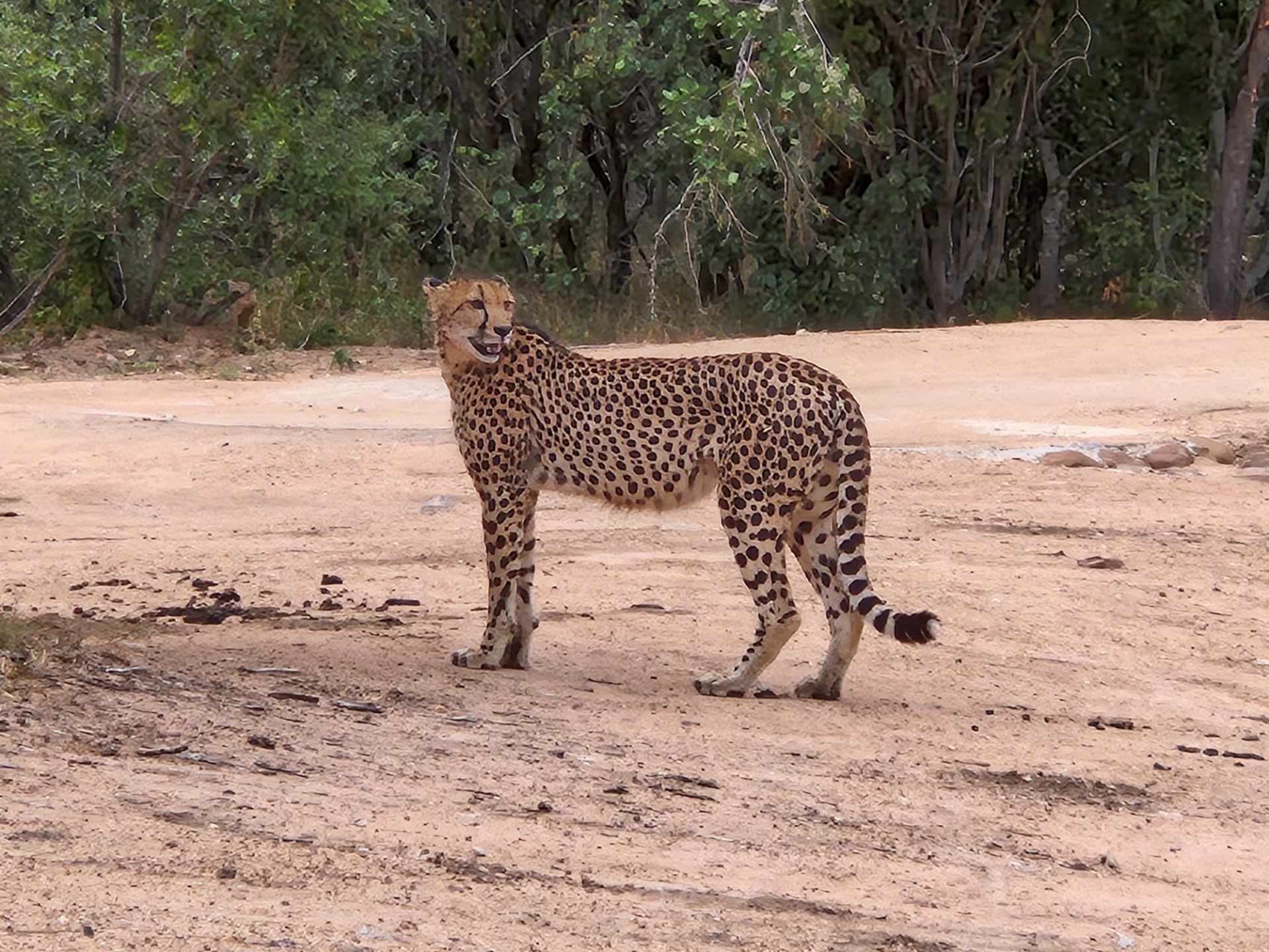 Modern Brand Knew House For Sale Moditlo Wildlife Estate, Hoedspruit