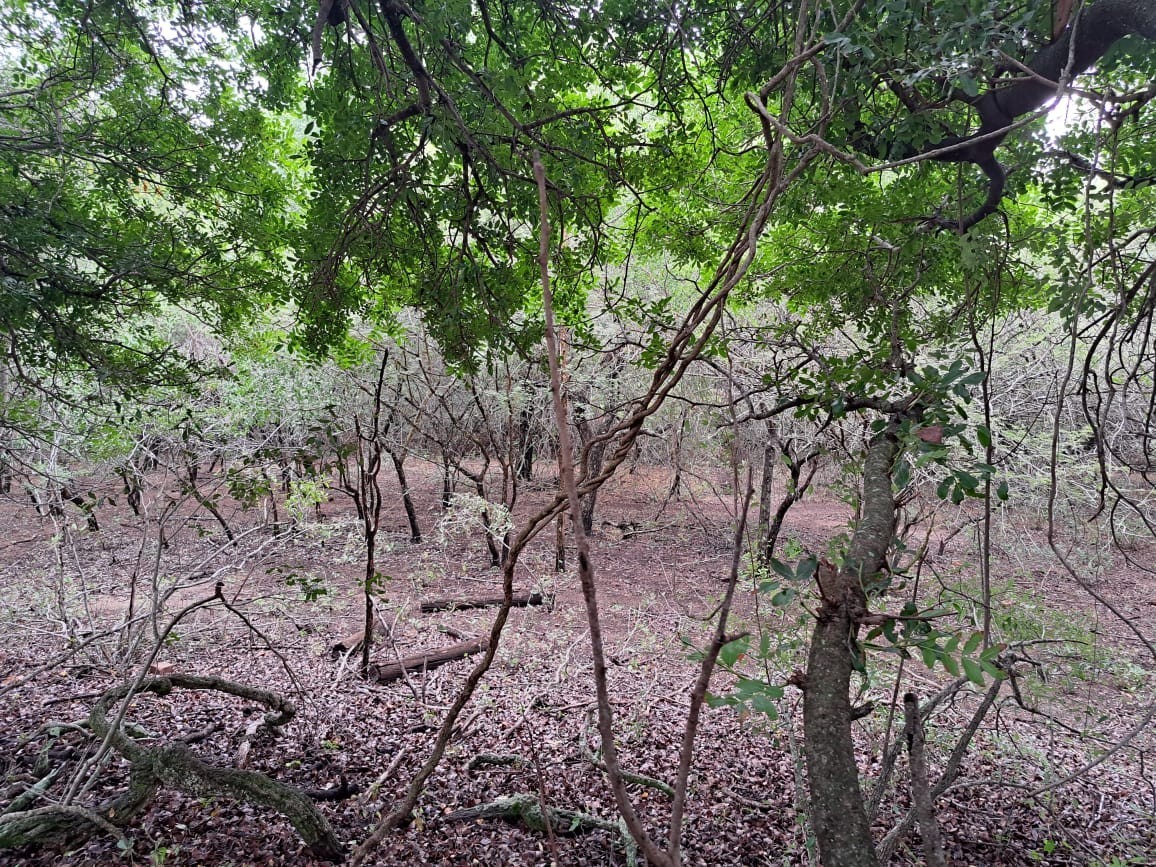 Vacant Land For Sale in Marloth Park Mpumalanga