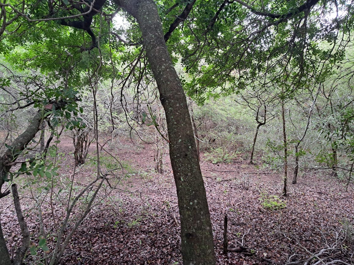 Vacant Land For Sale in Marloth Park Mpumalanga