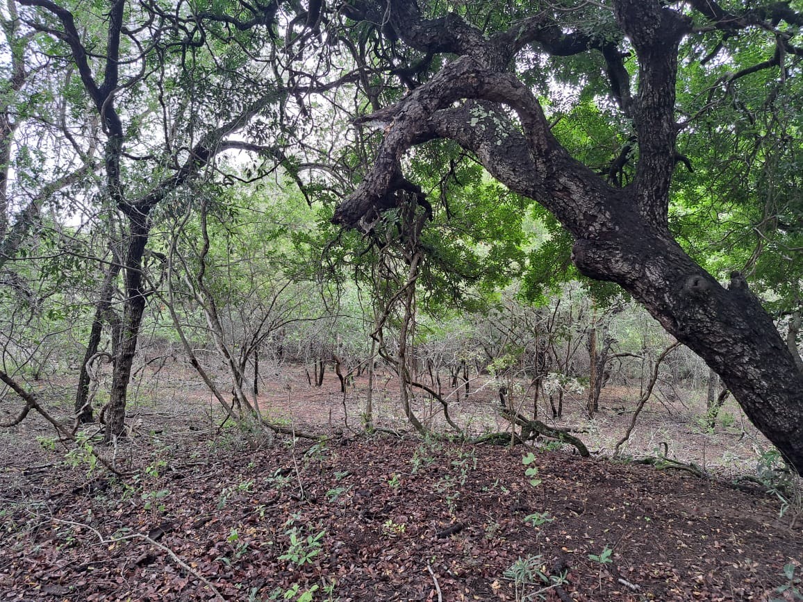 Vacant Land For Sale in Marloth Park Mpumalanga