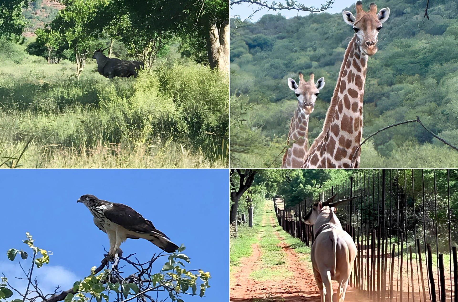 Exceptional Game Farm Limpopo Province