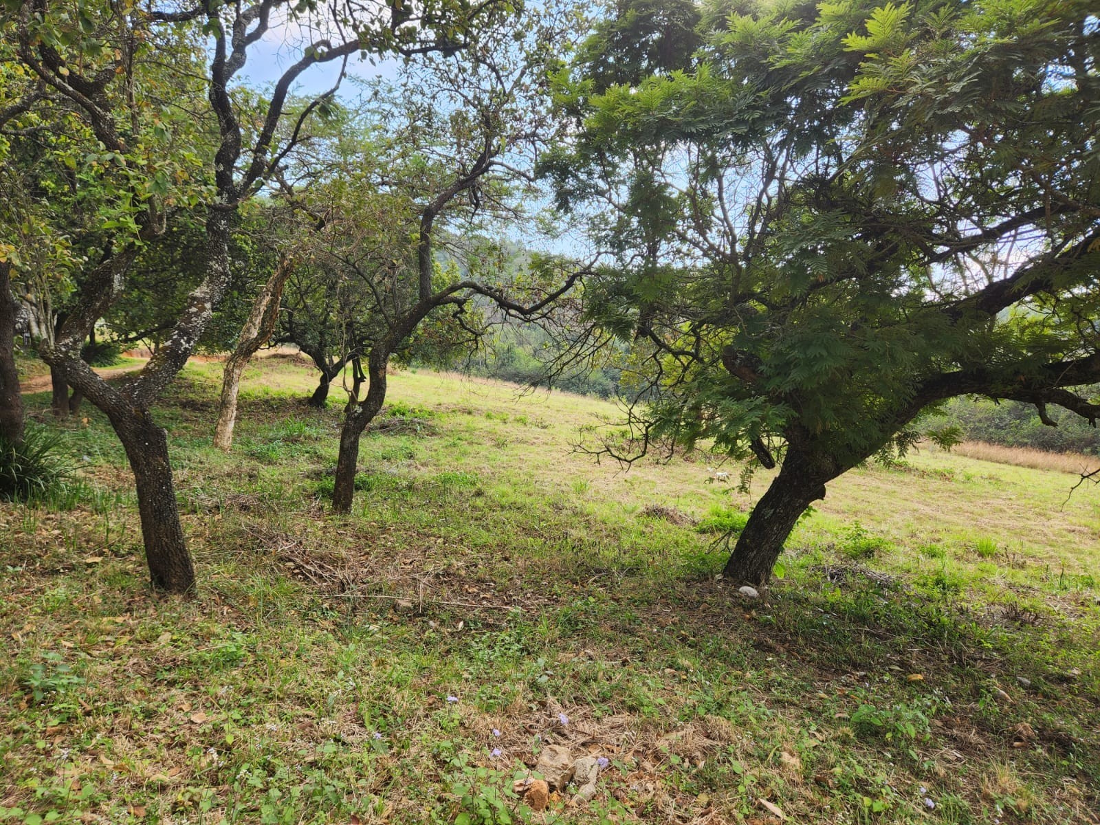 1.1ha Small Holding with views, water and electricity
