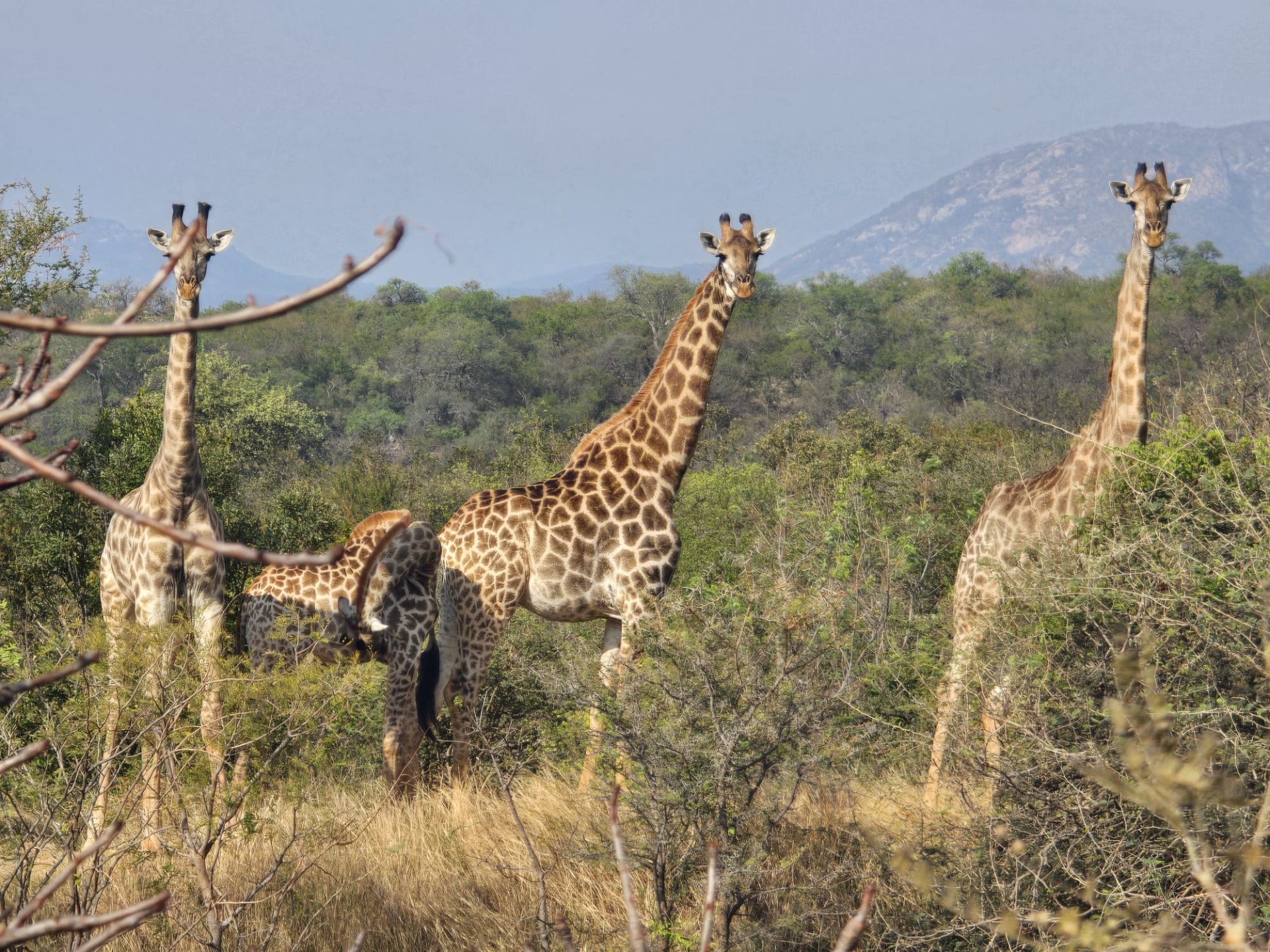 Located on the slopes of the Drakensberg Mountains with views over mountain and Limpopo, Hoedspruit