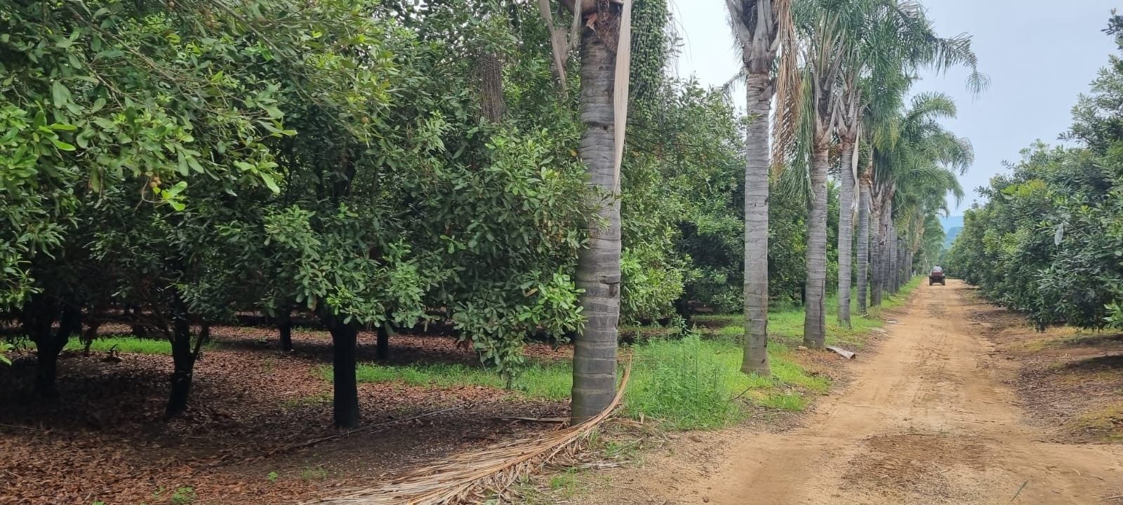 Farm for sale in White River Rural, White River, 933993 m²
