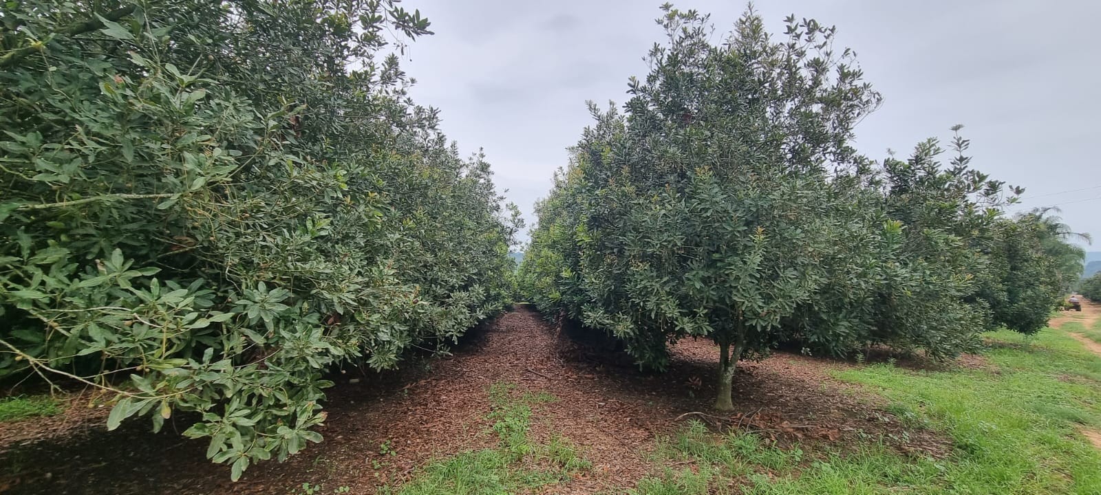 Farm for sale in White River Rural, White River, 933993 m²