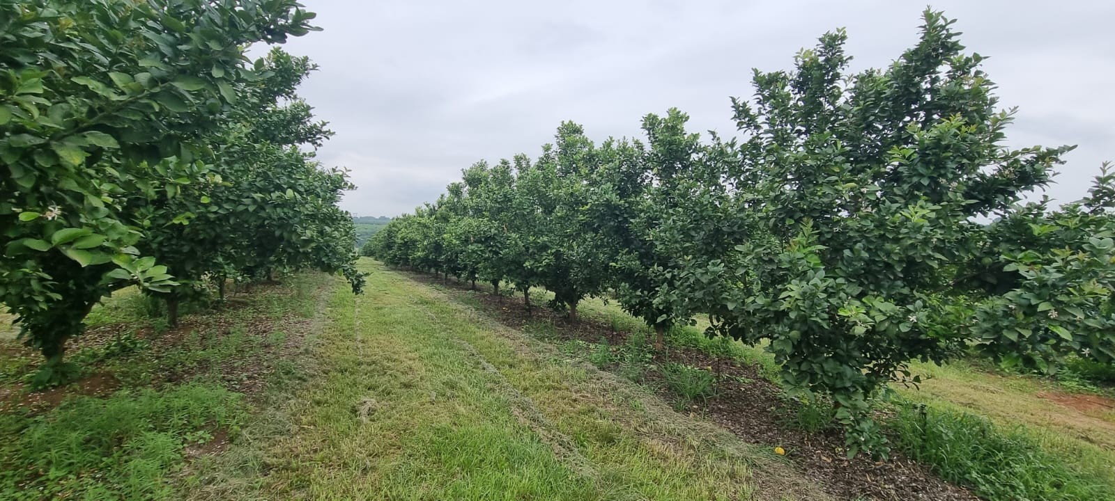 Farm for sale in White River Rural, White River, 933993 m²