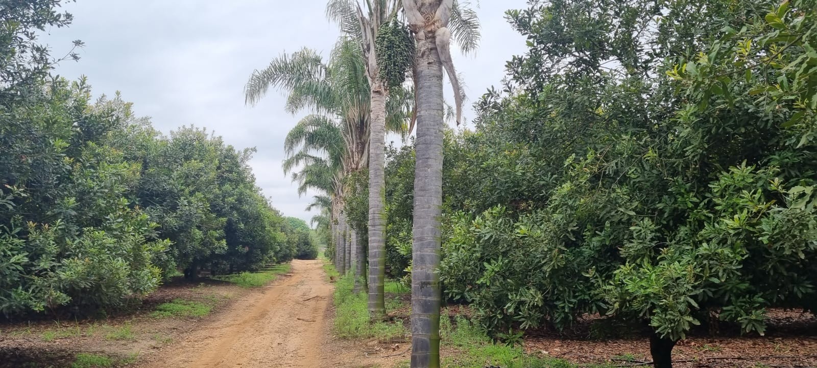 Farm for sale in White River Rural, White River, 933993 m²