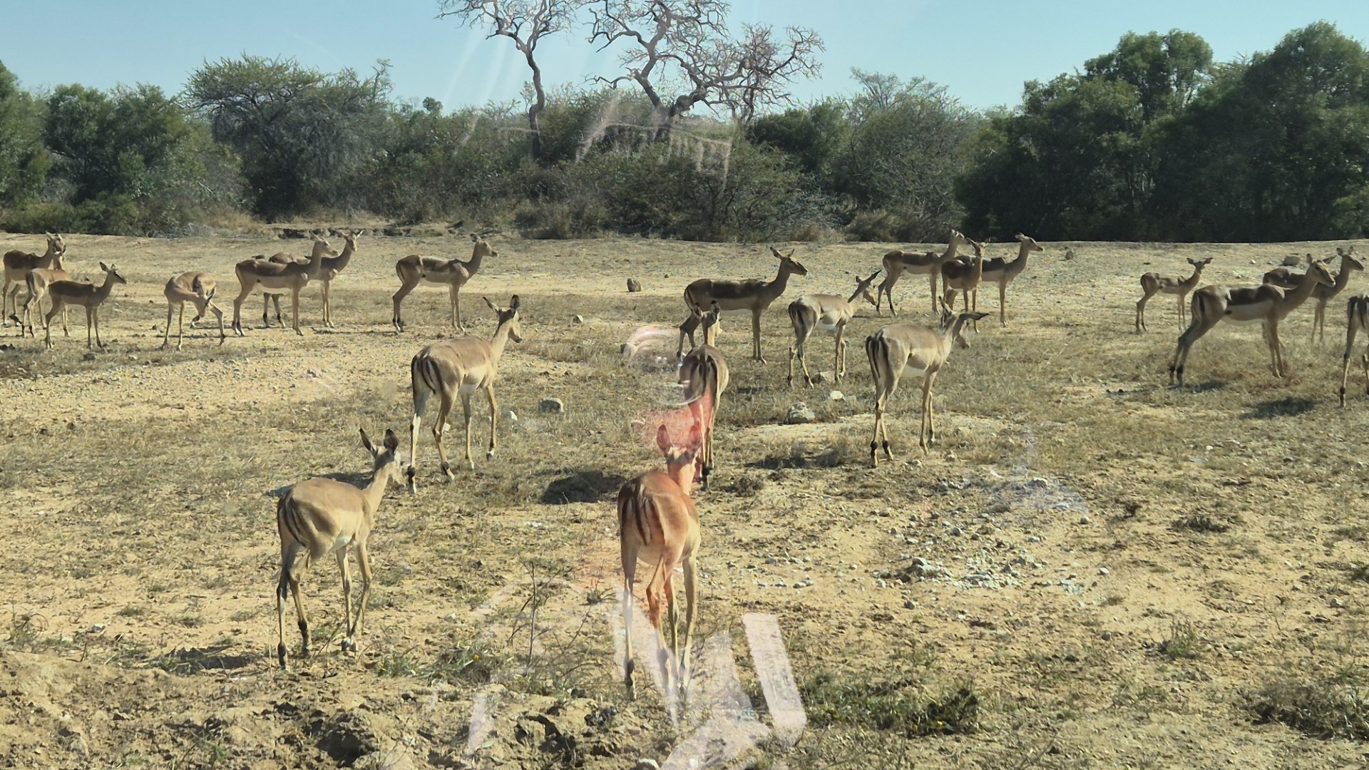 Vacant Land for sale in Moditlo Nature Reserve, Hoedspruit, 8825 m²