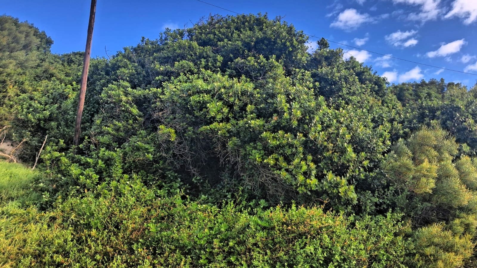 Elevated Corner Stand for Sale in Paradise Beach, Jeffreys Bay | Build Your Dream Coastal Home