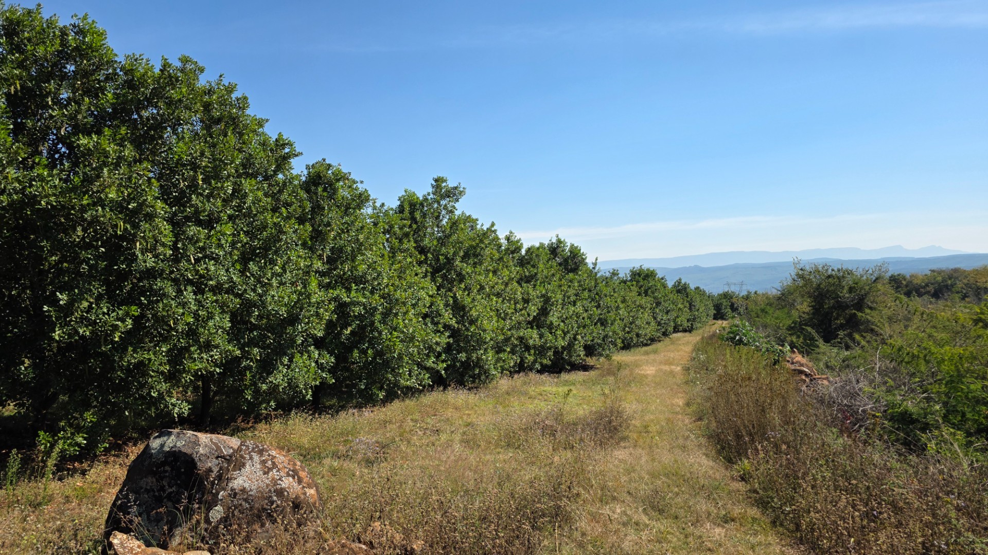 Established Avocado and Macadamia Farm in Kiepersol, Hazyview 3