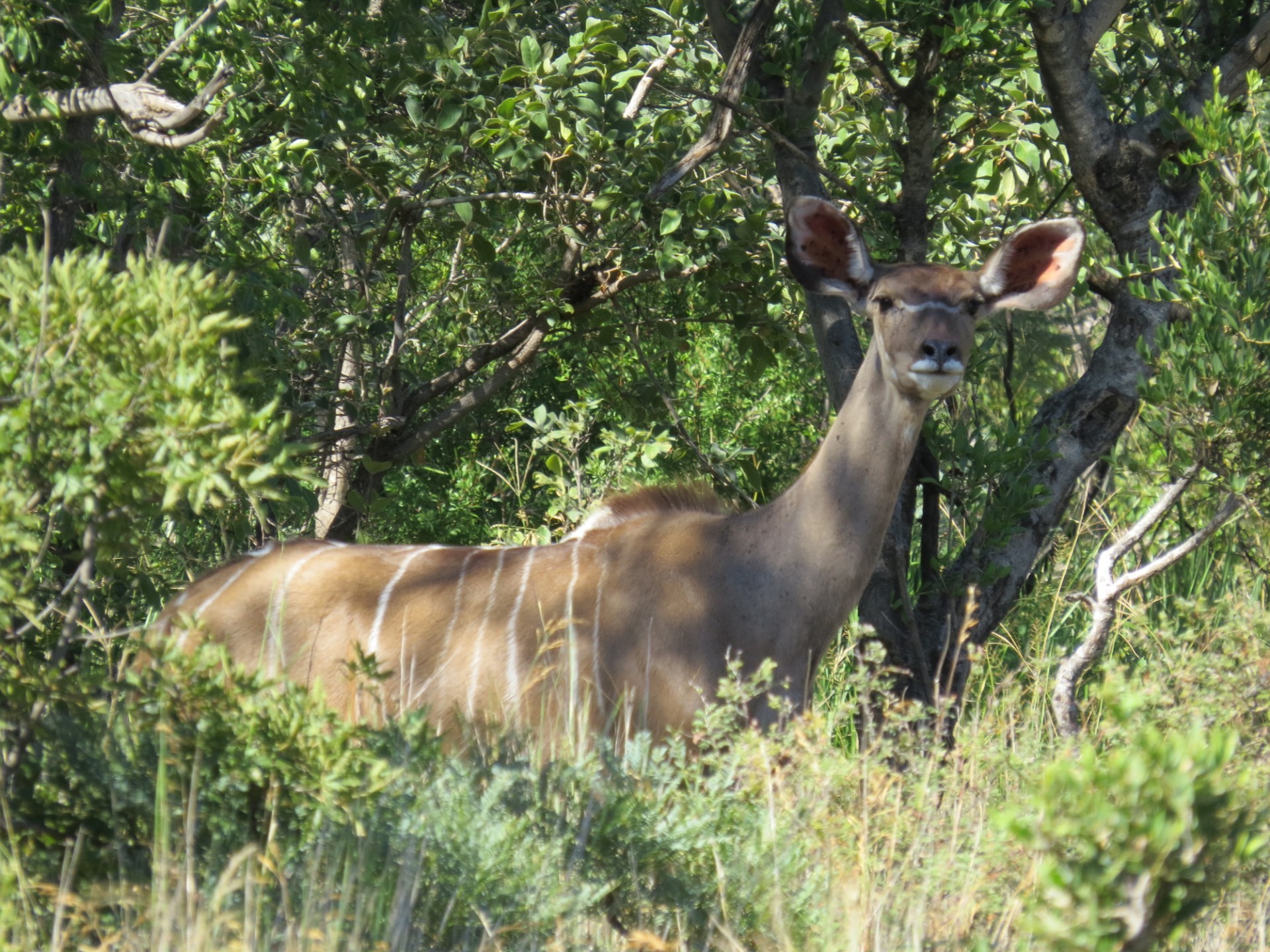 Vacant Land for sale in Zwartkloof Private Game Reserve, Bela Bela, 2500 m²