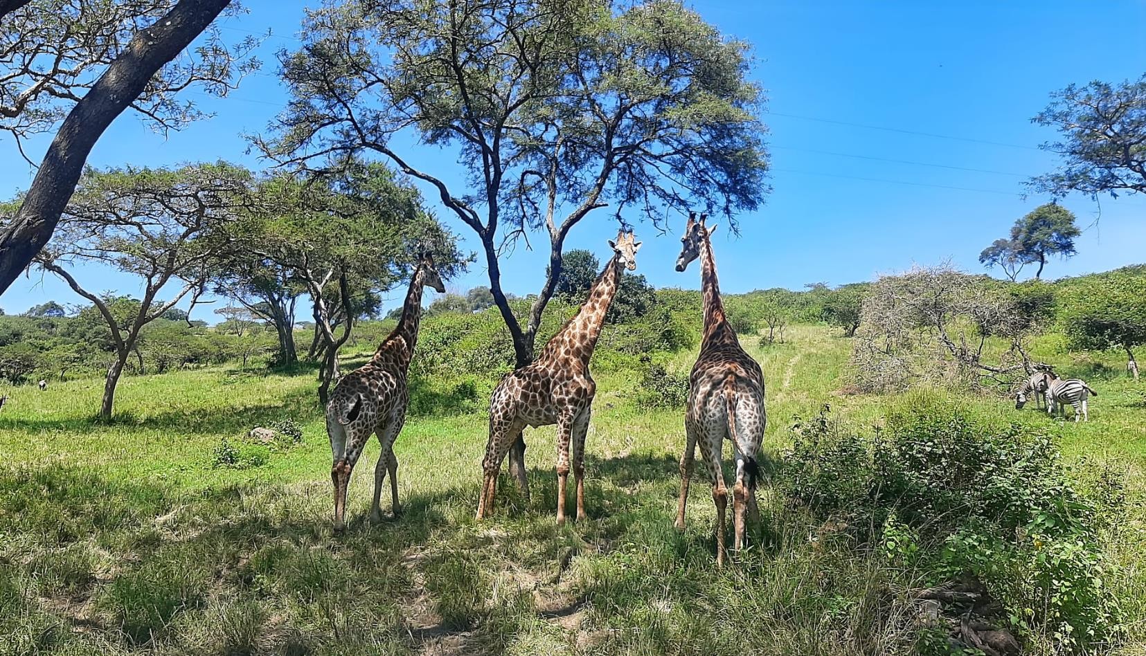 Farm For Sale in Umlass Road Camperdown, KwaZulu Natal
