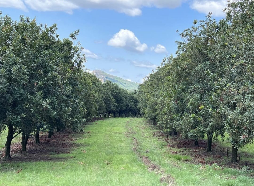 Commercial Macadamia Farm near Nelspruit