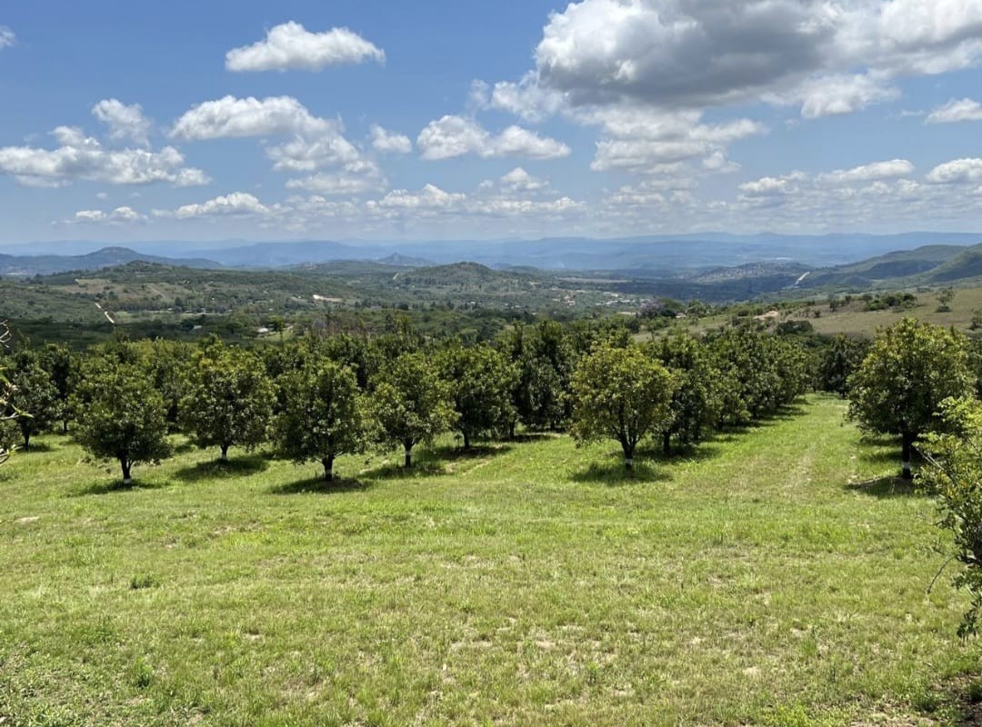 Commercial Macadamia Farm near Nelspruit