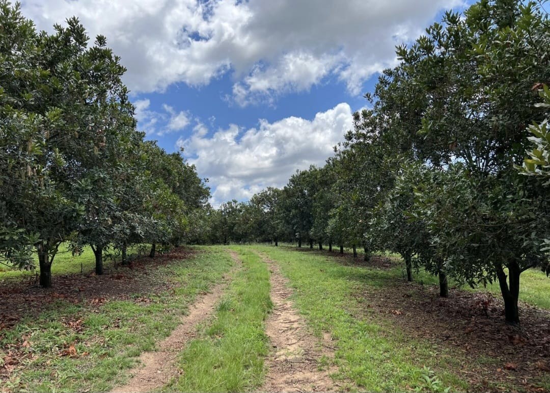 Commercial Macadamia Farm near Nelspruit