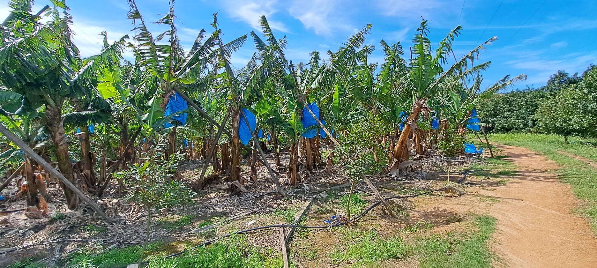 Income generator! Farm For Sale in Ramsgate, Margate, KwaZulu Natal