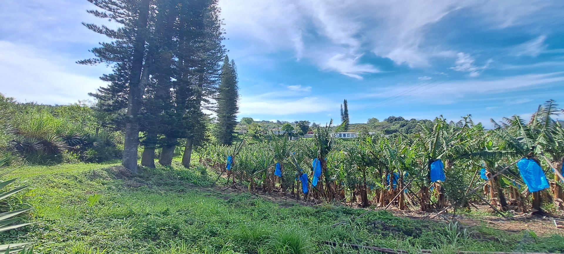 Income generator! Farm For Sale in Ramsgate, Margate, KwaZulu Natal
