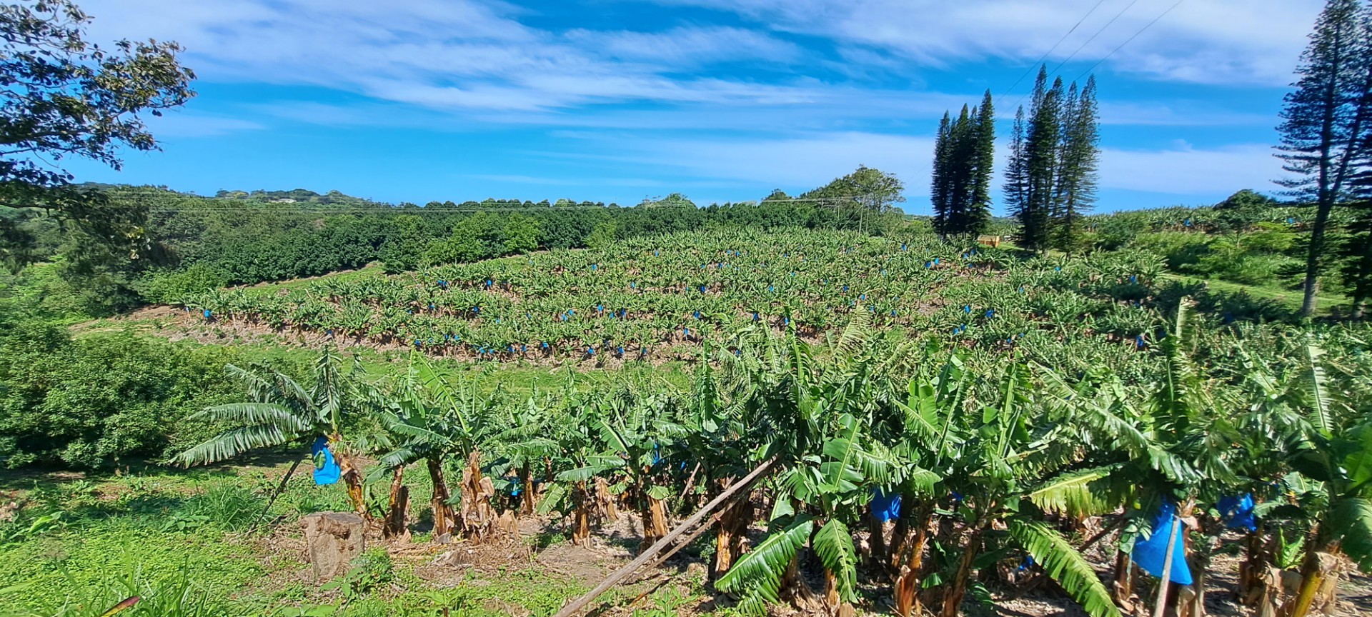 Income generator! Farm For Sale in Ramsgate, Margate, KwaZulu Natal