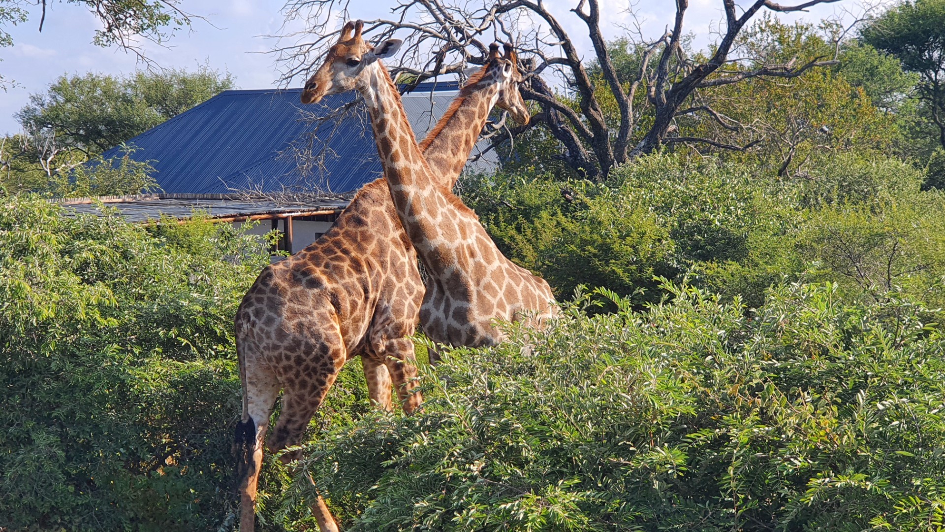 Magnificent Private Home with Flatlet For Sale in Blyde Wildlife Estate, Hoedspruit
