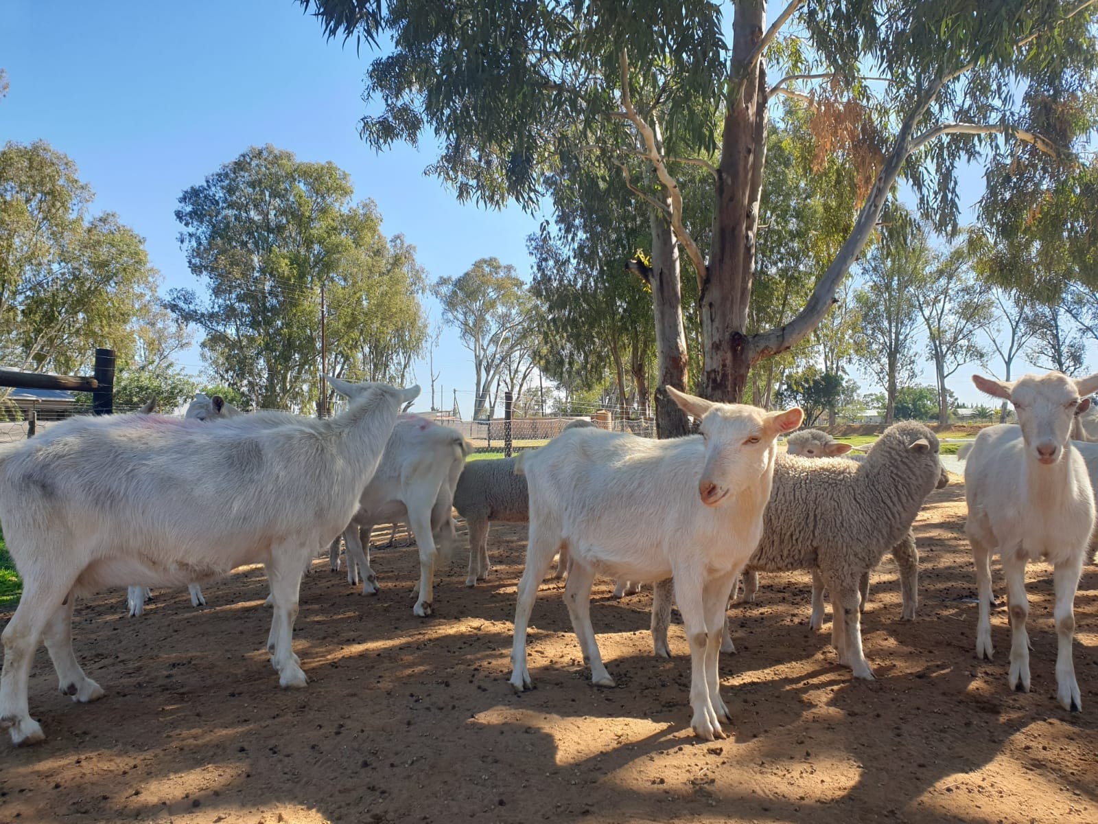 Established Off-Grid Lifestyle Smallholding in Nieuwoudtville