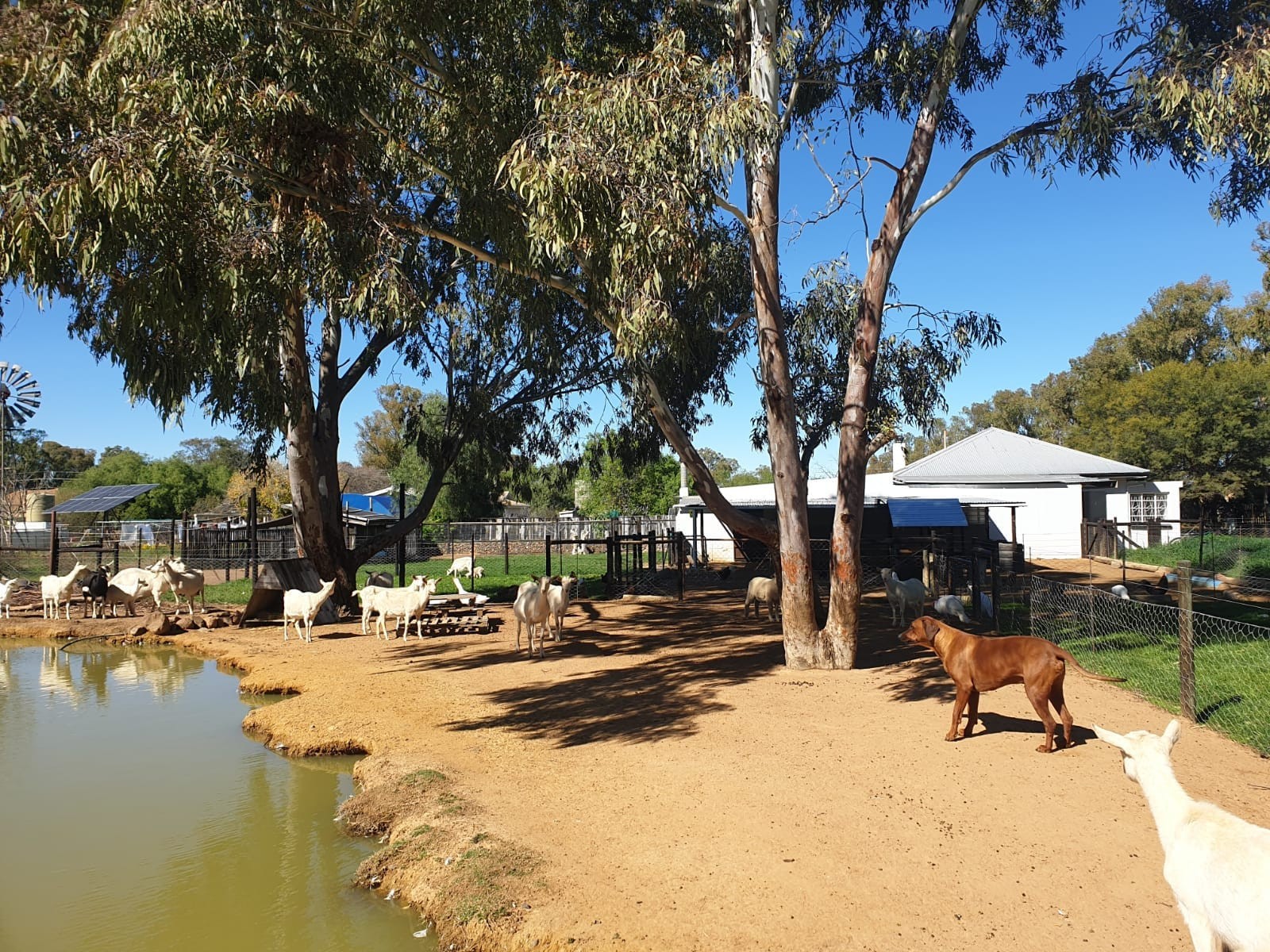 Established Off-Grid Lifestyle Smallholding in Nieuwoudtville