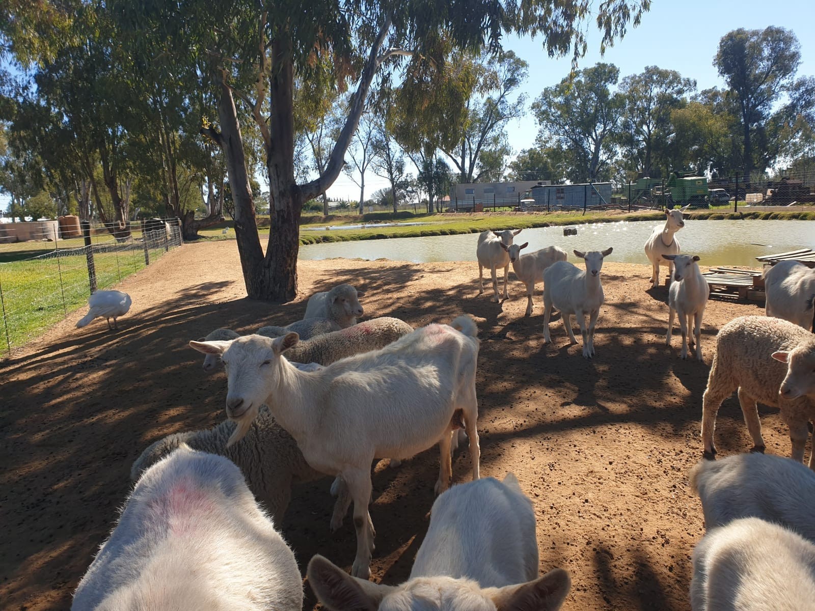 Established Off-Grid Lifestyle Smallholding in Nieuwoudtville