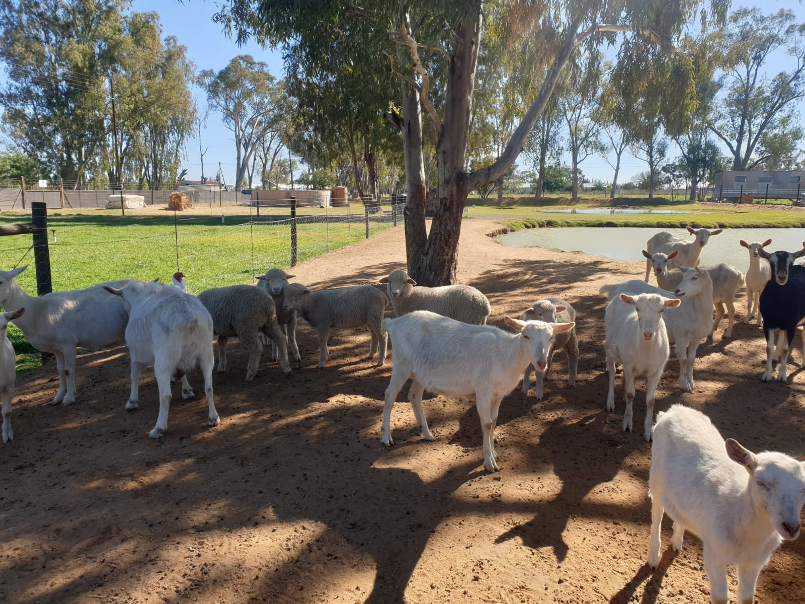 Established Off-Grid Lifestyle Smallholding in Nieuwoudtville
