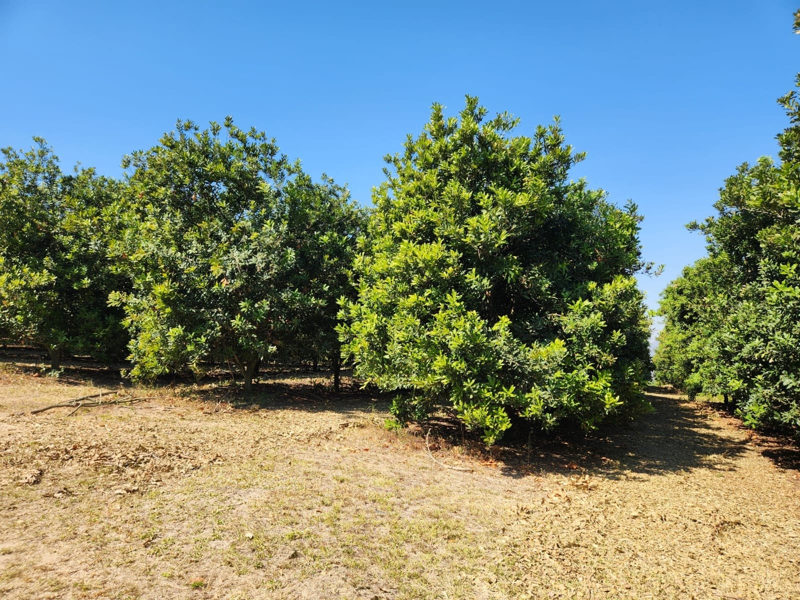 Productive farm in the fertile Crocodile valley, AVO, Citrus and Macadamia
