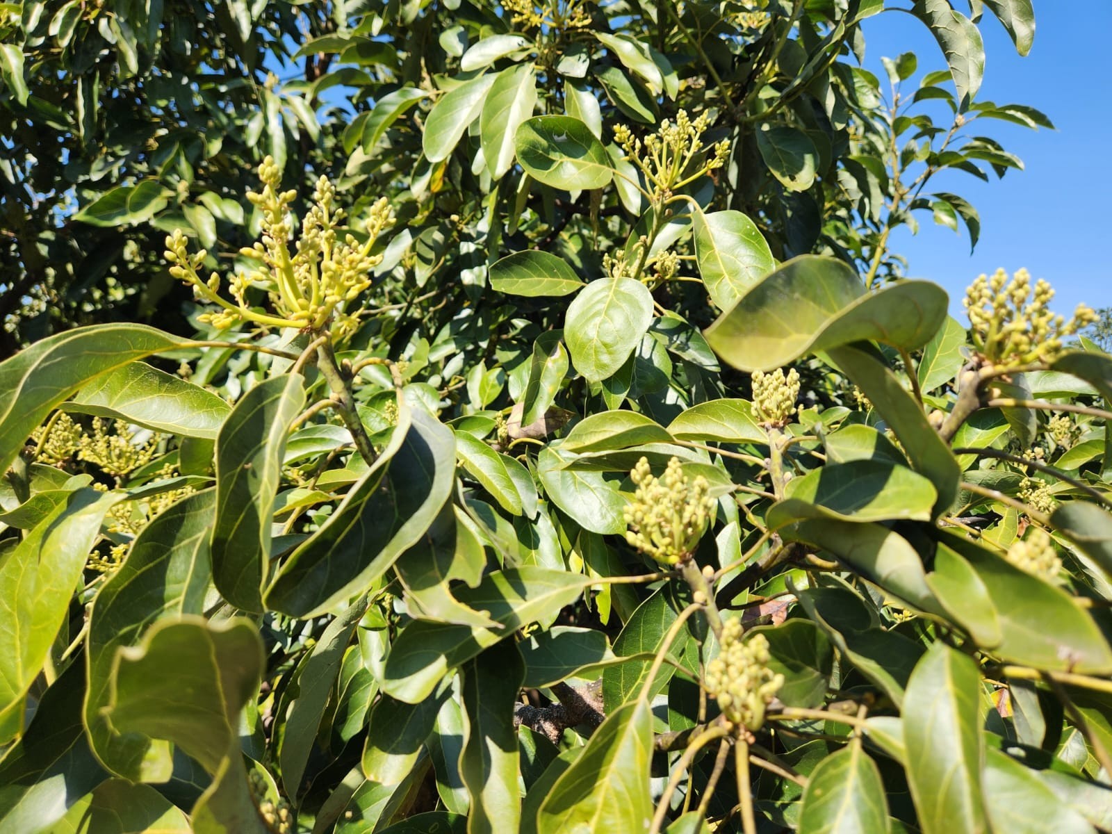 Productive farm in the fertile Crocodile valley, AVO, Citrus and Macadamia