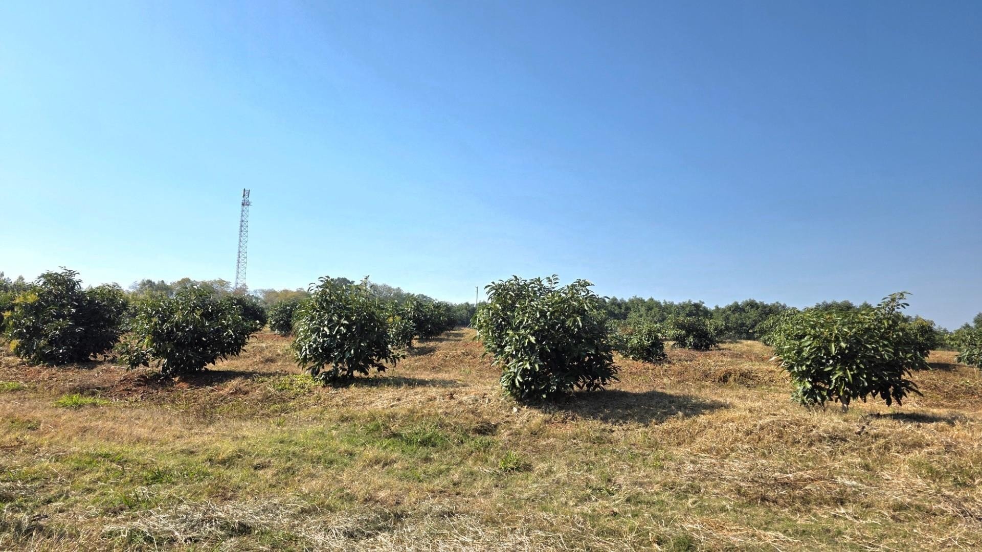 Farm for sale in Hazyview, 802000 m²