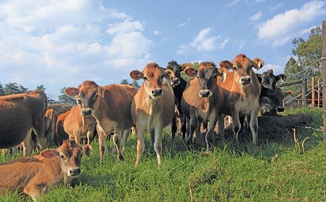 Farm for sale in Rietkol AH, Delmas Rural, Delmas, 86000 m²